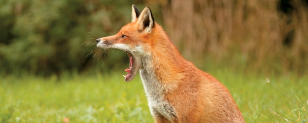 κόκκινες αλεπούδες
