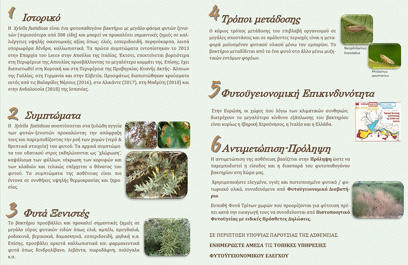 Xyllela fastidiosa - Φυλλάδιο 2
