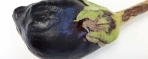 Εμφάνιση του επιβλαβούς οργανισμού Eggplant mottled crinkle virus EMCV (Ιός της ποικιλοχλώρωσης με ρυτίδωση της μελιτζάνας)