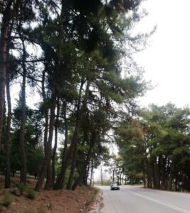 Π.Ε. Κοζάνης: Υλοτομία επικίνδυνων δένδρων στον δρόμο προς Λευκόβρυση