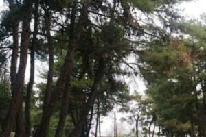 Π.Ε. Κοζάνης: Υλοτομία επικίνδυνων δένδρων στον δρόμο προς Λευκόβρυση