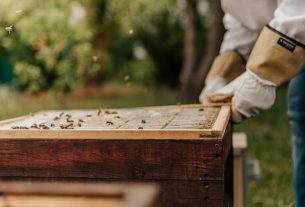 Επιδοτούμενες δράσεις του τομέα της μελισσοκομίας για το έτος 2023