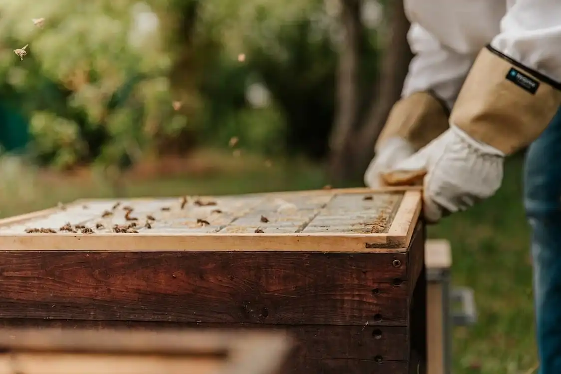 Επιδοτούμενες δράσεις του τομέα της μελισσοκομίας για το έτος 2024