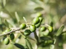 Ελαιοκομικό Μητρώο και Δηλώσεις Συγκομιδής 2025