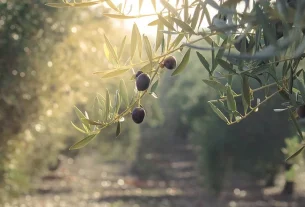 Ανακοίνωση – Πρόσκληση για απόσπαση τριών (3) υπαλλήλων κατηγορίας /εκπαιδευτικής βαθμίδας ΠΕ στον Φορέα Διαχείρισης του Παραδοσιακού Ελαιώνα Άμφισσας - Ν.Π.Ι.Δ. (1-8-2025)