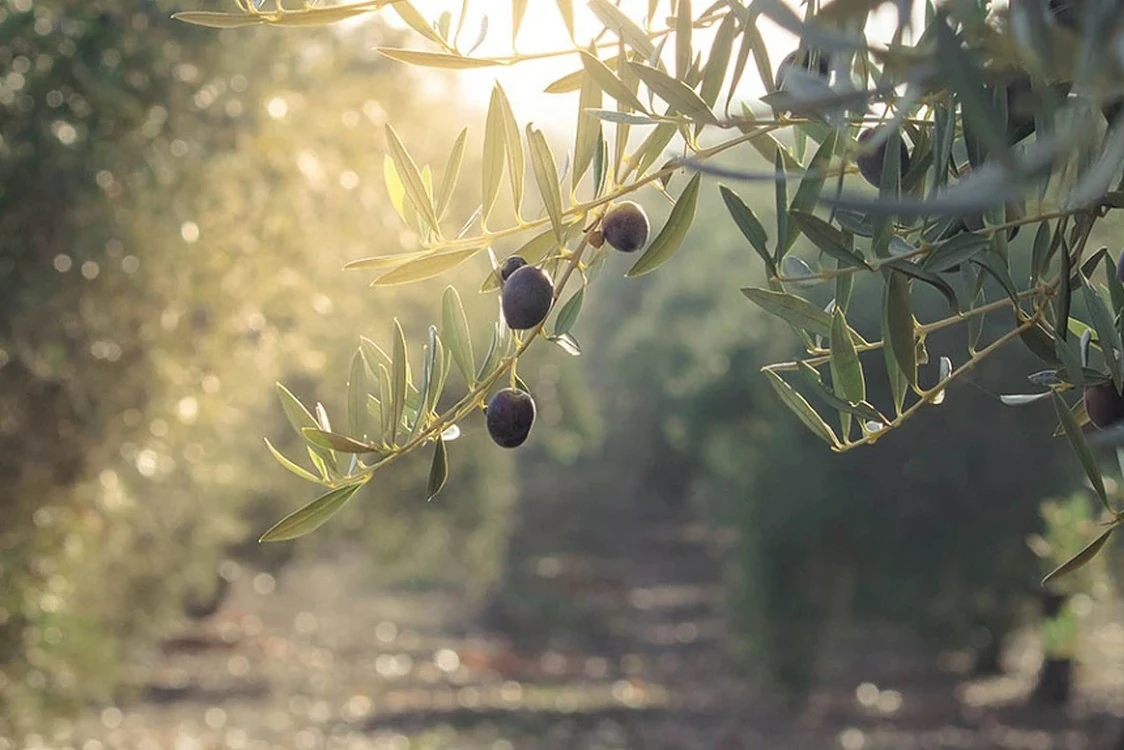Ανακοίνωση – Πρόσκληση για απόσπαση τριών (3) υπαλλήλων κατηγορίας /εκπαιδευτικής βαθμίδας ΠΕ στον Φορέα Διαχείρισης του Παραδοσιακού Ελαιώνα Άμφισσας - Ν.Π.Ι.Δ. (1-8-2025)