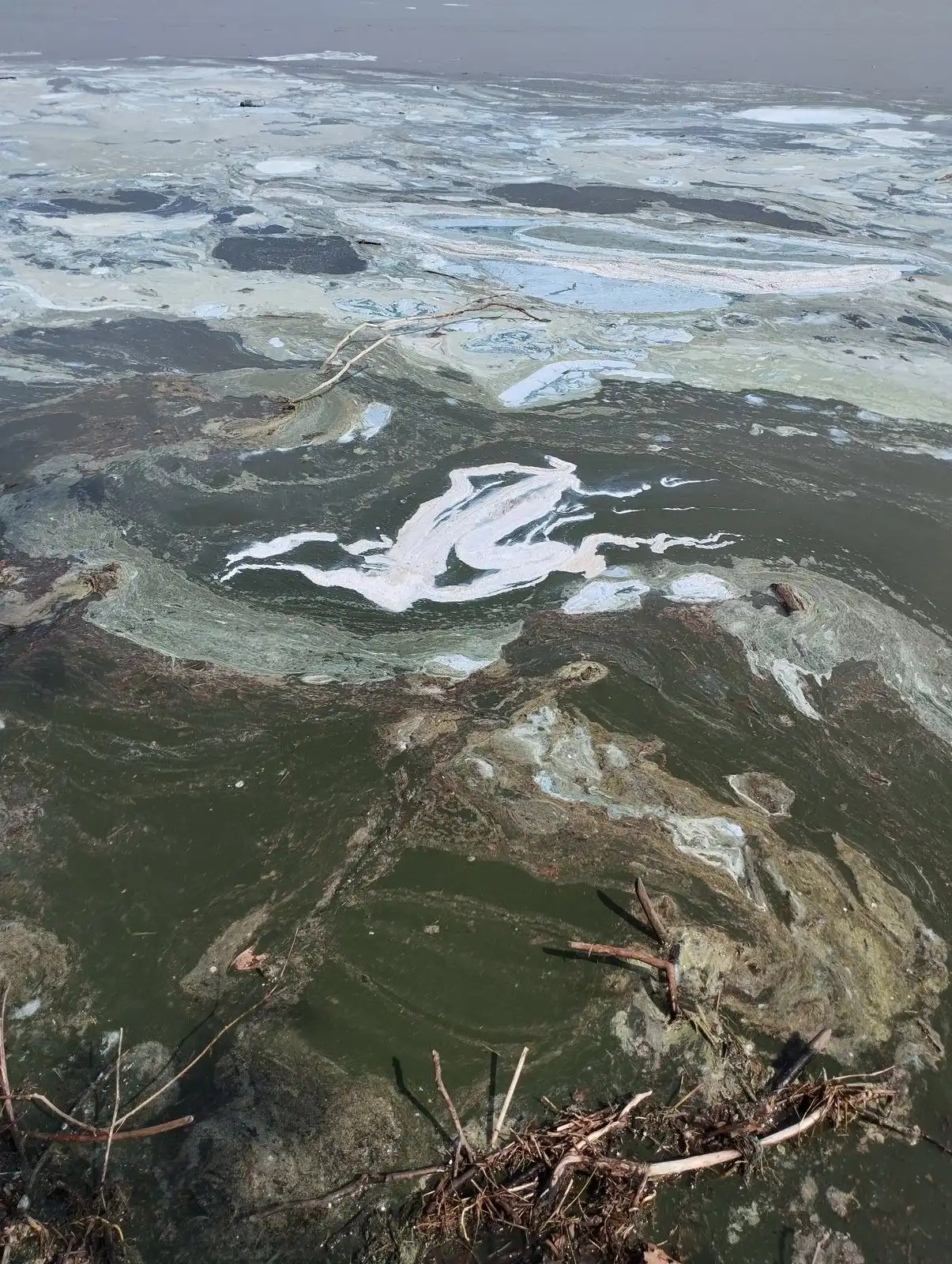 Αυτοψία στη λίμνη Πολυφύτου -  Συλλογή δειγμάτων και έρευνα για τον επιφανειακό αφρισμό